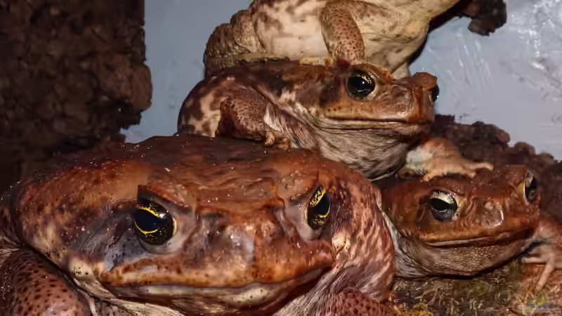 Die krötigen Hauptstadtmusikanten von Cichliden-Kabuff (22)