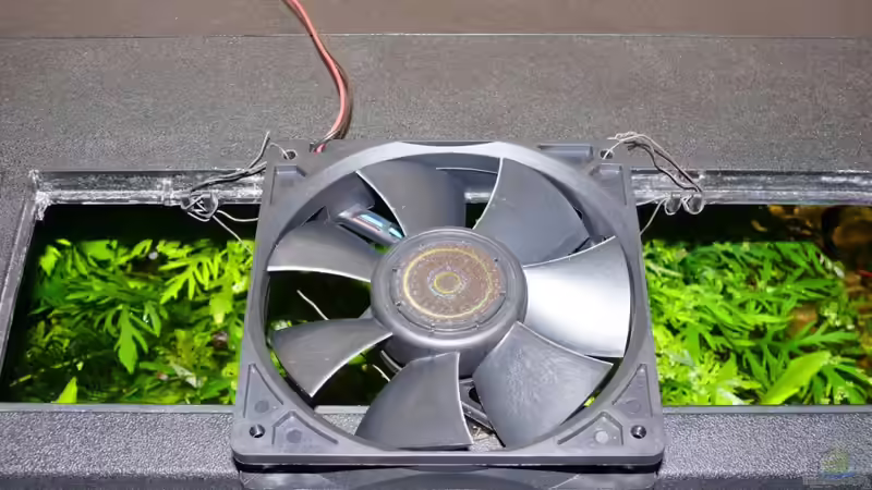 die Kühlung von Der kleine Delfin (14)