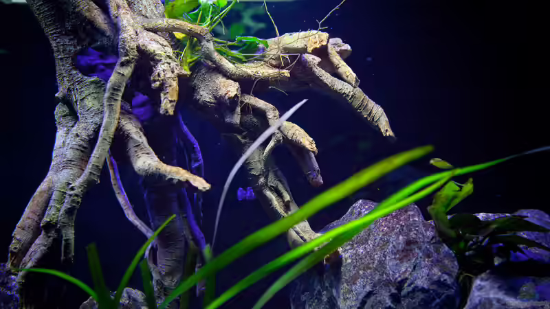 Die künstliche Wurzel....NEIN sie ist nicht echt! ;)  von Erik H. (12)