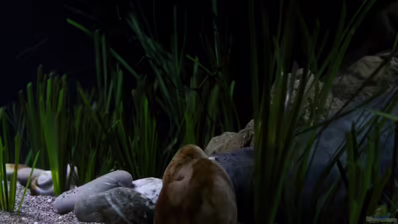 Die künstlichen Pflanzen von Florian Bandhauer (28)