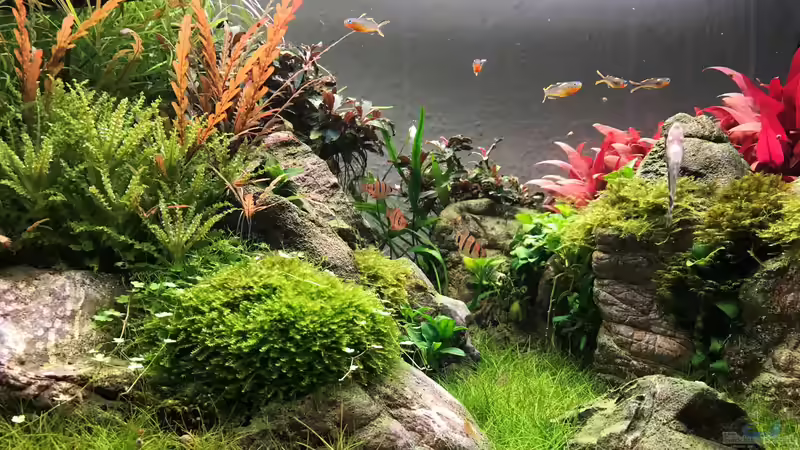 Die Kunst der Farbgestaltung im Aquarium: Welche Farben sind geeignet?