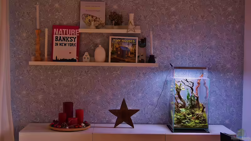 Die Kunst der Mini-Terrarien: Tipps zur Gestaltung und geeigneten Bewohnern