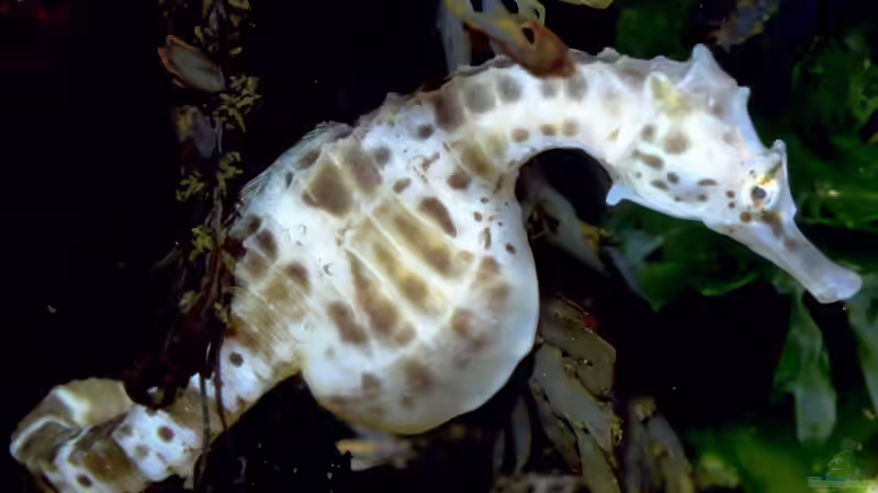 Die Kunst der Seepferdchen-Ernährung: Ein kulinarisches Meisterwerk im Aquarium