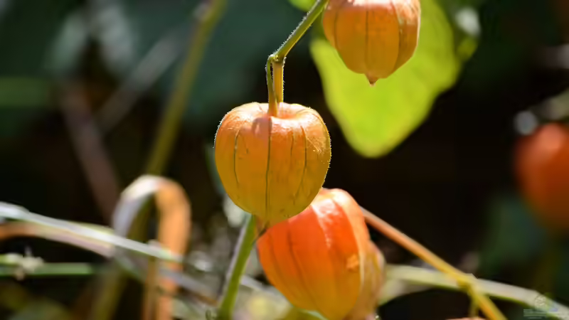 Die Lampionblume - Rückschnitt, Kontrolle und Vorbereitung auf die Ruhezeit