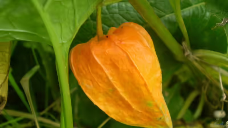 Die Lampionblume - Rückschnitt, Kontrolle und Vorbereitung auf die Ruhezeit