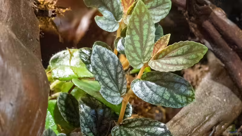 die Landpflanzen fangen an zu wachsen von Schlangenschulz (10)