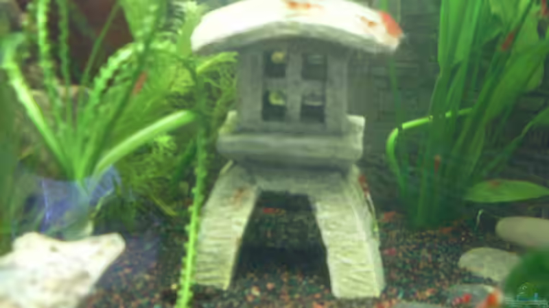 Die Laterne -  auch ein gutes Versteck von Brausefisch (8)