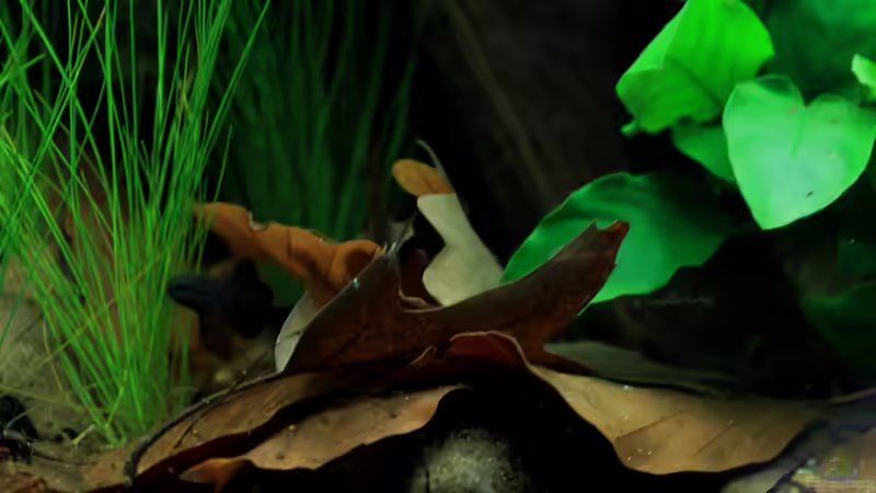 die Laubhaufen werden auch gern aufgesucht von die Perle... (33)