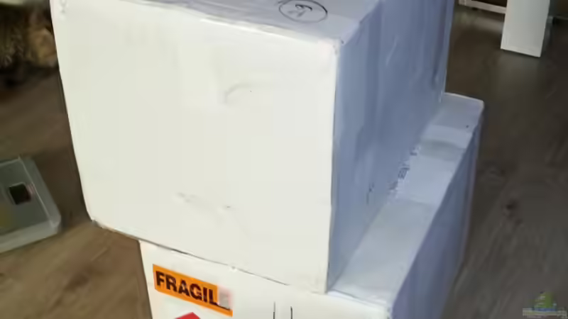 Die Lebenden Steine sind heute am 16.05.2013 gekommen !  von urbi (56)