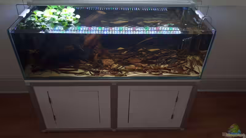 Die Lebensdauer von Aquarien: Wann ist der richtige Zeitpunkt für einen Austausch?