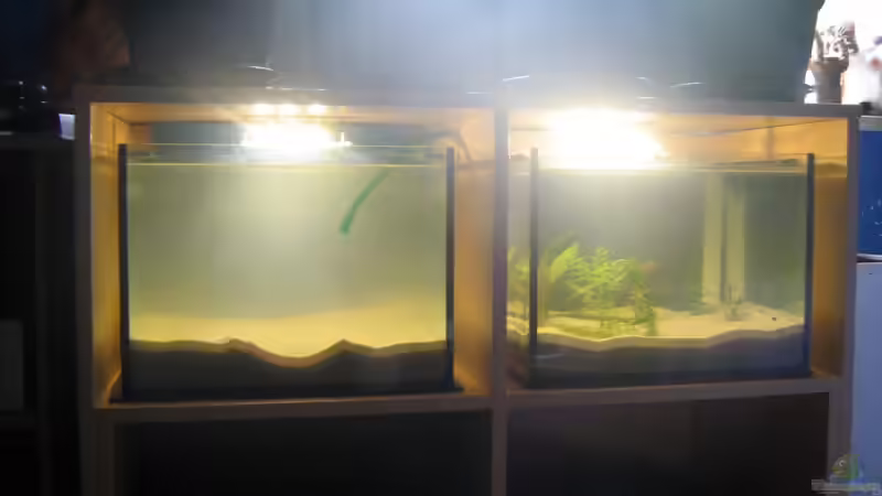 Die LEDs in voller Aktion kurz nach der Einrichtung, rechts wird das A. Borelli Becken von chrisi01 (16)