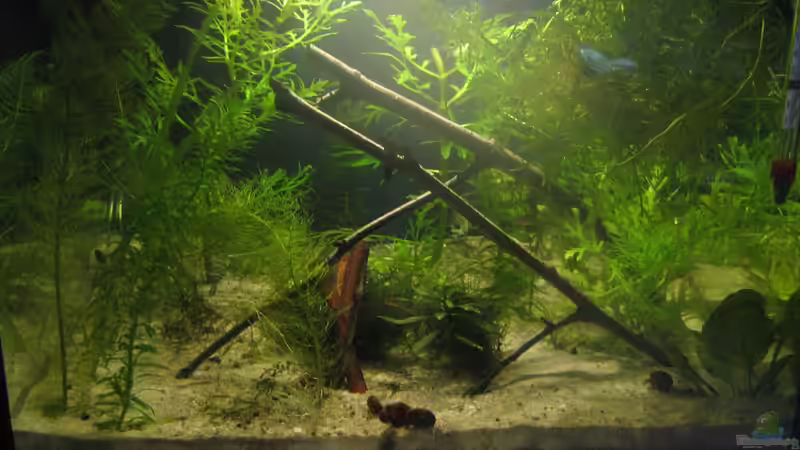 Die LEDs sind eigentlich heller als es auf dem Bild wirkt, Foto ist vom 16.7 von chrisi01 (2)