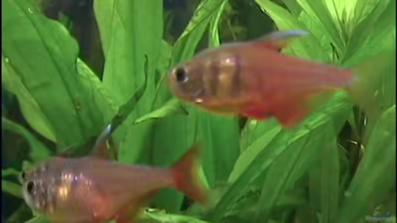 Die Lehmanns von Thomas Hilsberg (18)