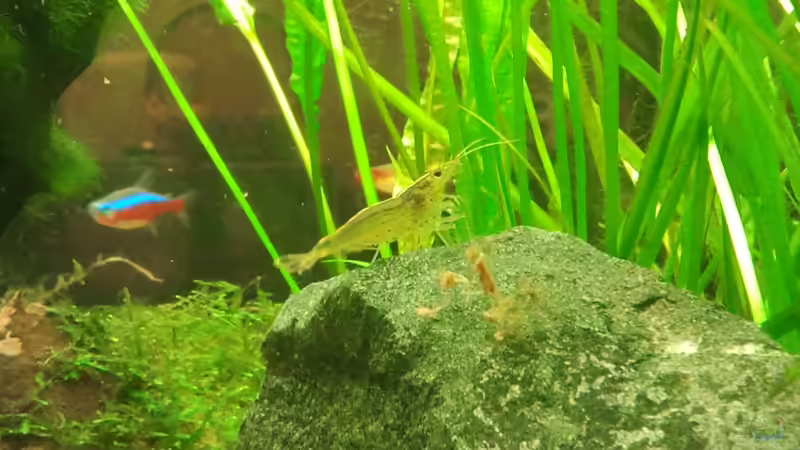 die letzte Amanogarnele von Jens Hug (20)