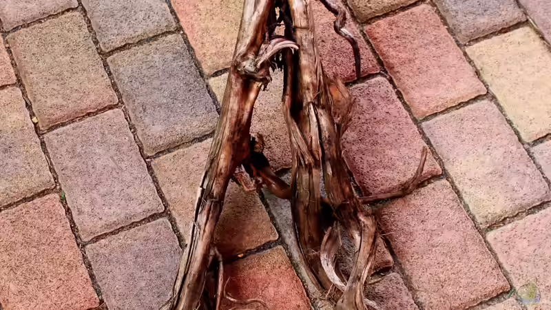 die letzte ´große´ von die Perle... (21)