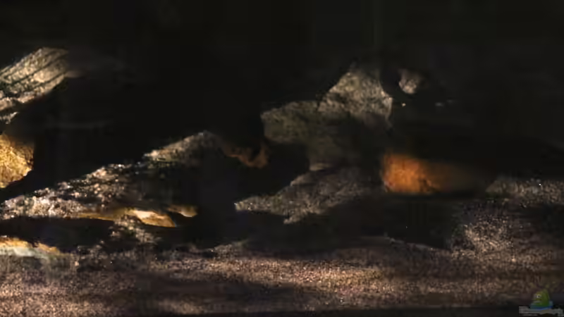 die letzten Sonnenstrahlen von Cruiser Bruno (15)