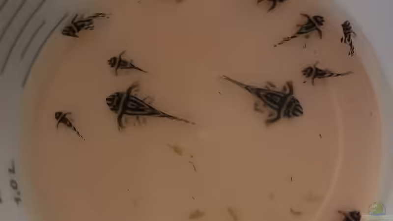 Die letzten Umzügler von Mark H. (40)