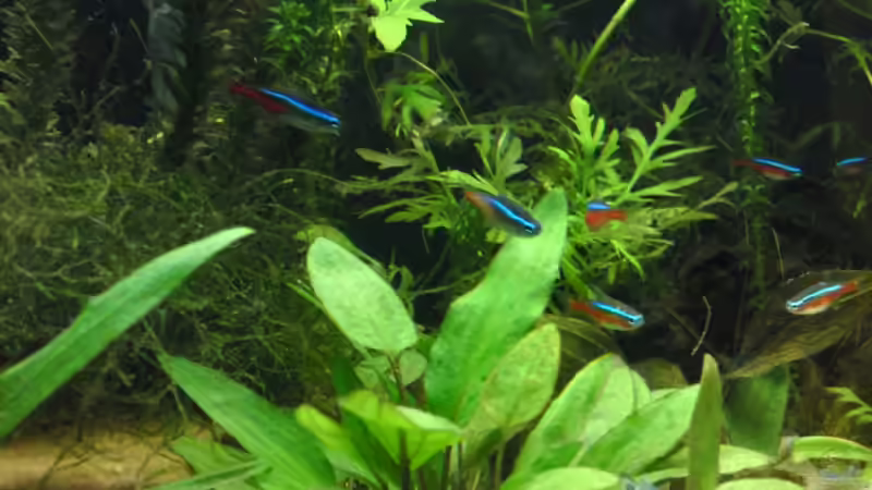 Die Lieblinge meiner Freundin von Rebel (7)