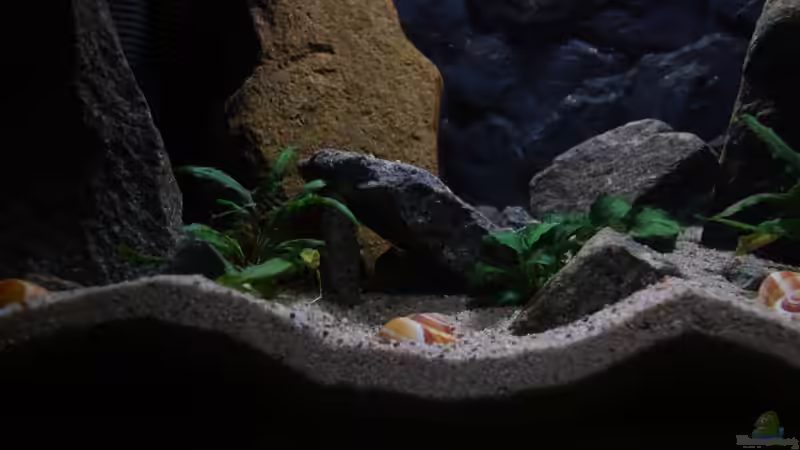 die Lieblingshöhle von junger Aquarianer (6)