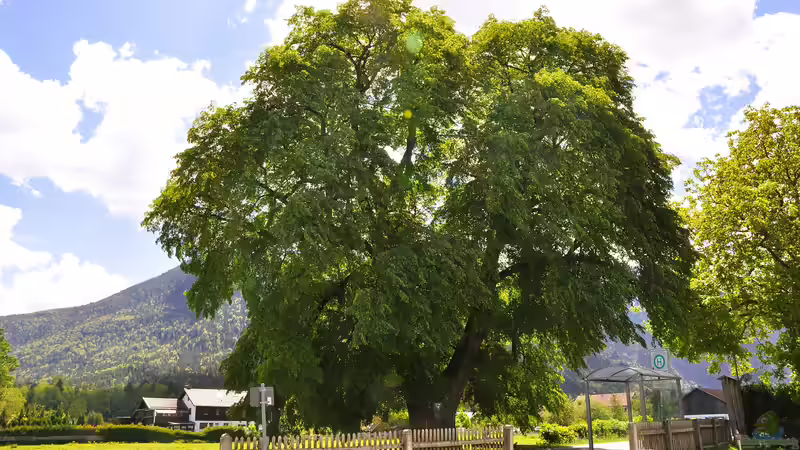 Die Linde - Heilpflanze des Jahres 2025