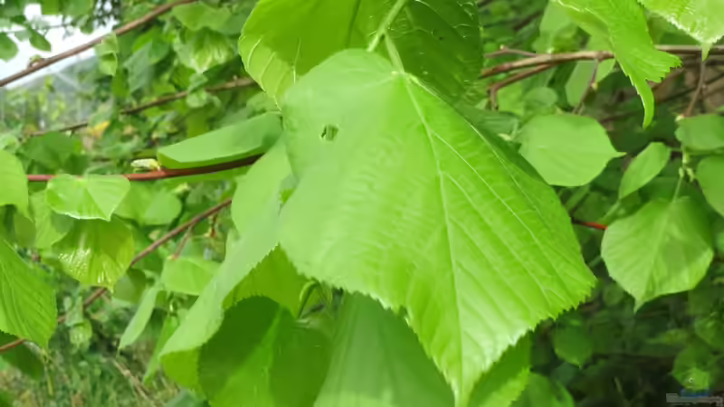 Die Linde - Heilpflanze des Jahres 2025