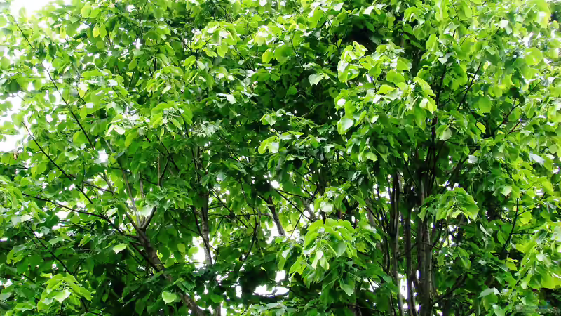 Die Linde - Heilpflanze des Jahres 2025