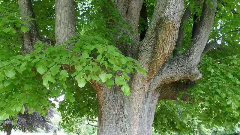 Die Linde - Heilpflanze des Jahres 2025