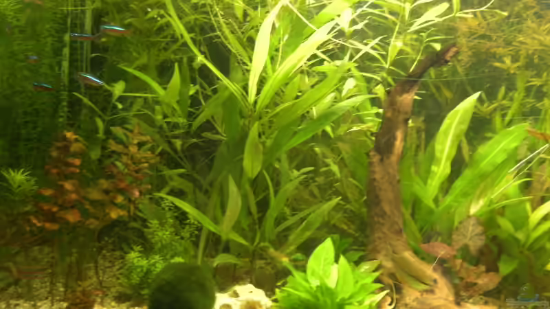 Die linke Aquariumhälfte von MarcelS (2)