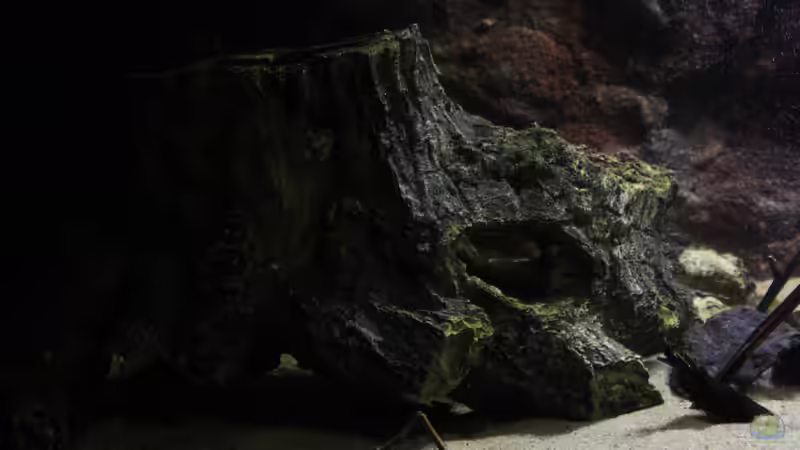 Die linke Beckenseite mit Baumstumpf,künstlich! von Florian Bandhauer (57)