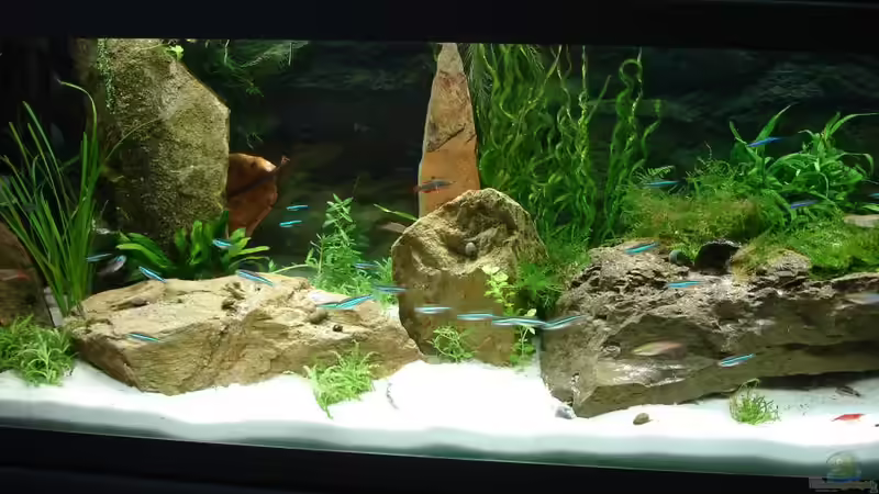 die linke Ecke von Grünhexe (113)