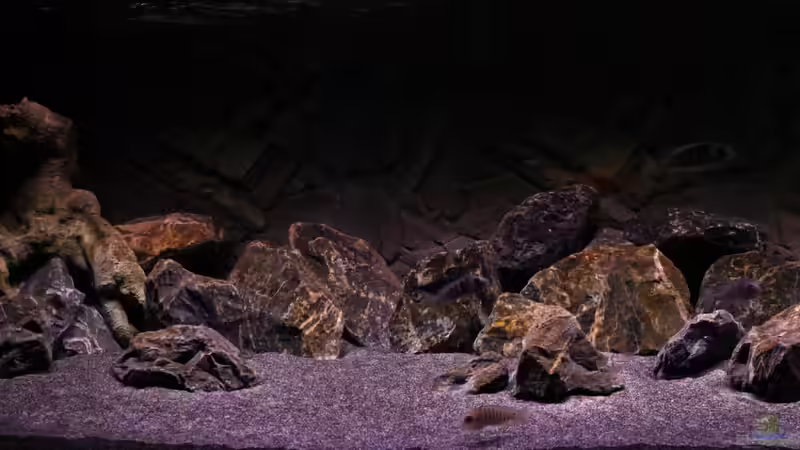 die linke hälfte des Beckens von die Perle... (5)