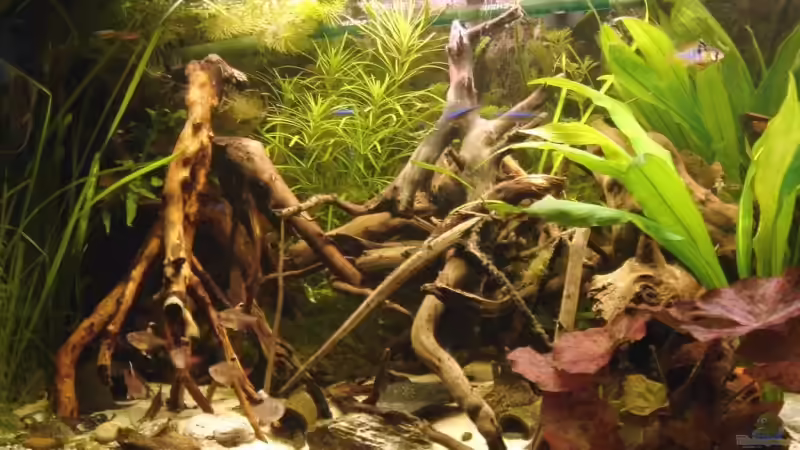 die linke Hälfte mit den Wurzeln von ray-78 (8)