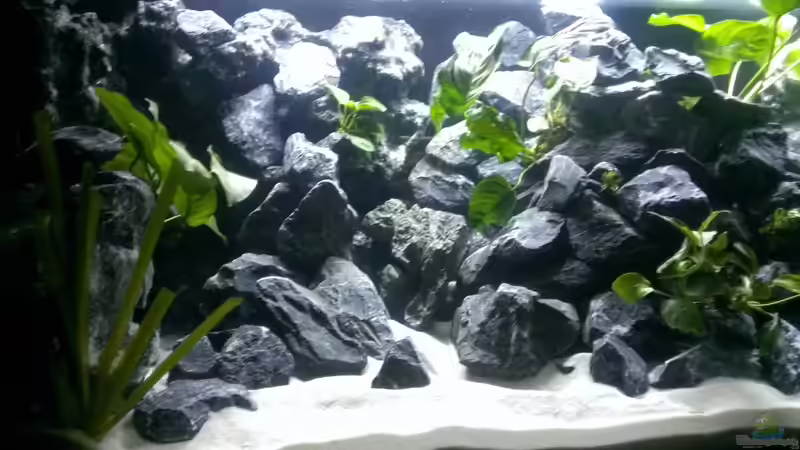 Die linke Hälfte von EvilChicken (7)