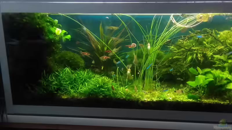 die linke Seite - ganz links ein Anubias-Bäumschen von Grünhexe (31)