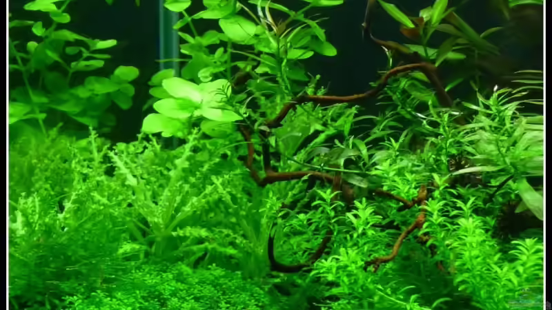 die linke Seite von *Dominique* (9)