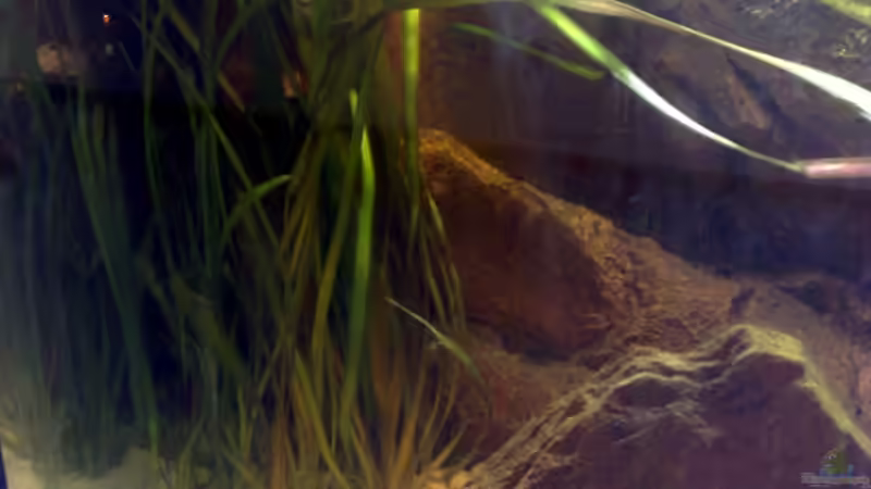 die linke Seite von Lorenz Graf (6)