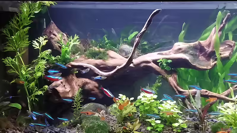 die linke Wurzel 19.12.19 von Grünhexe (8)