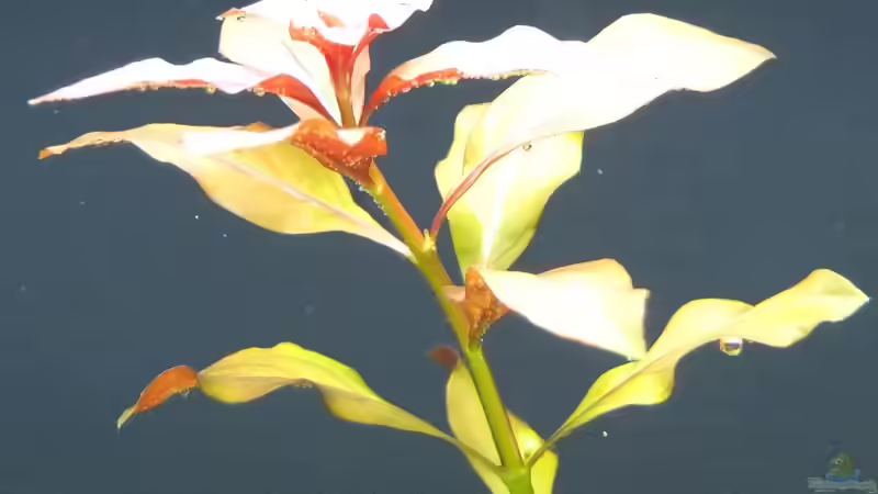 Die Ludwigia wird langsam rot von axolotl (22)