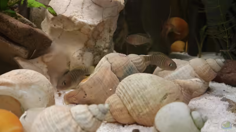 Die Mädels von der anderen Seite.  von Dukes Aquaristikexperimente (13)