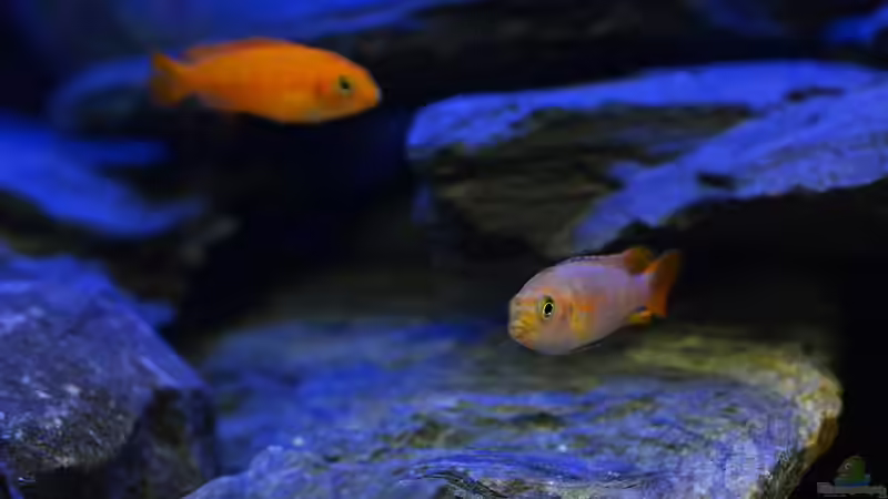 Die Männchen beginnen sich umzufärben. von Mark Gor (6)