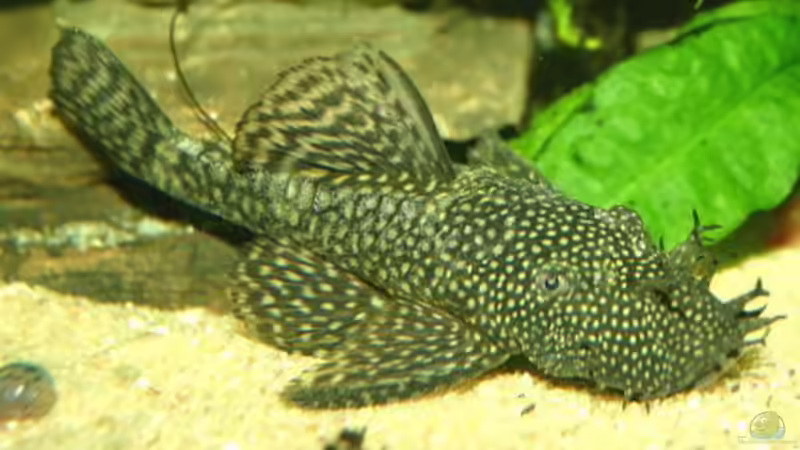 Die männliche Form (Kein Orginalfoto sind aber reichlich vorhanden) von SeLo (33)