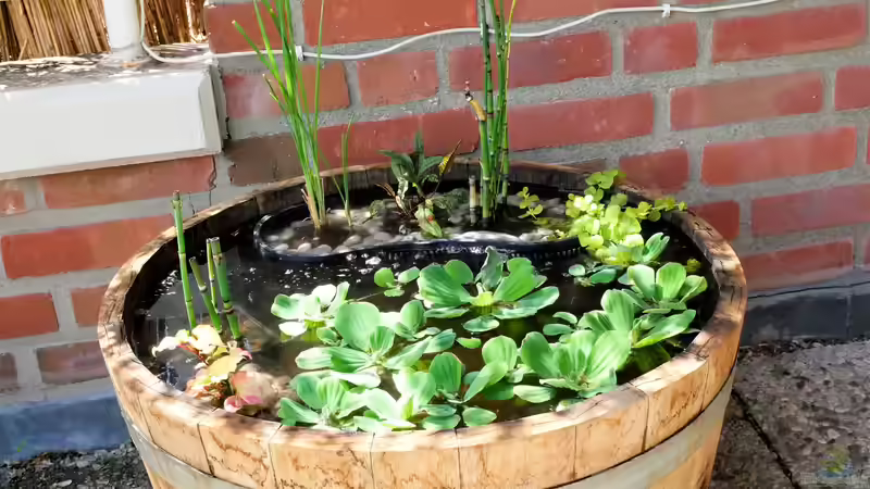 Die Magie des Hochteichs: Ein Paradies im eigenen Garten entdecken