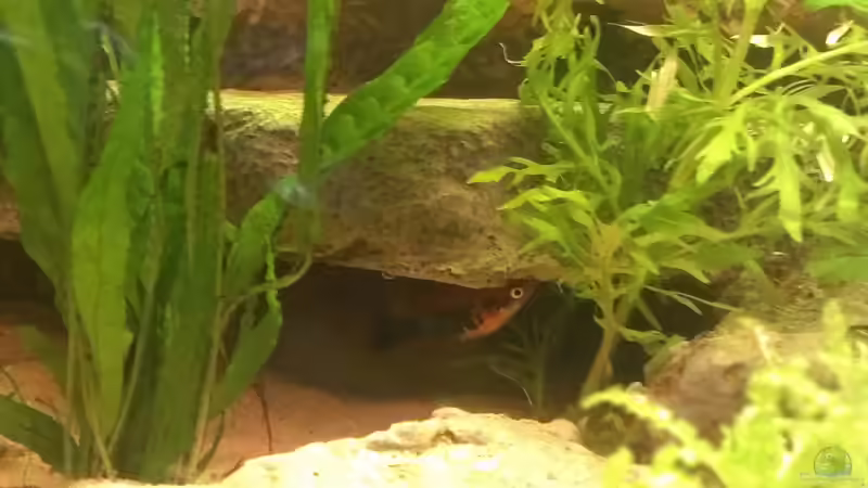 Die Mama des kleinen Nemos :) von Jan H. (33)