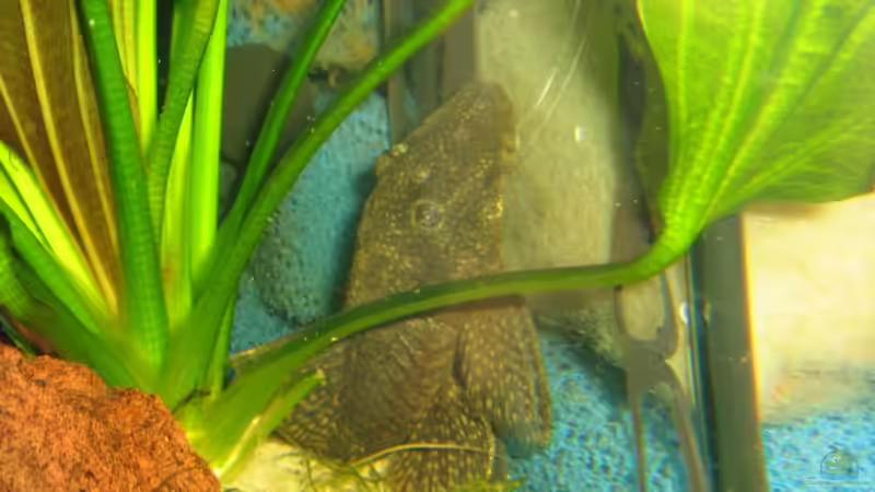 Die Mama von TNTLogge (12)