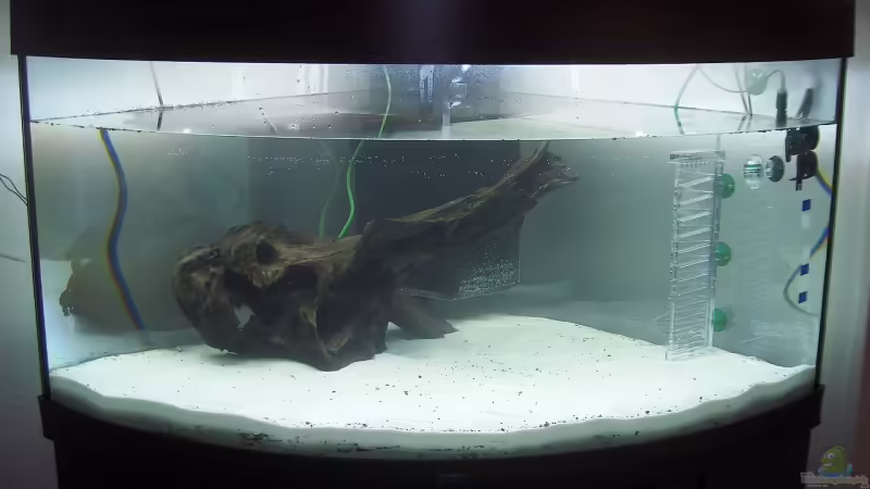 Die Mangrovenwurzel hat mein Händler aus seinem Schauaquarium geholt, weil sie meiner von Der Siems (27)