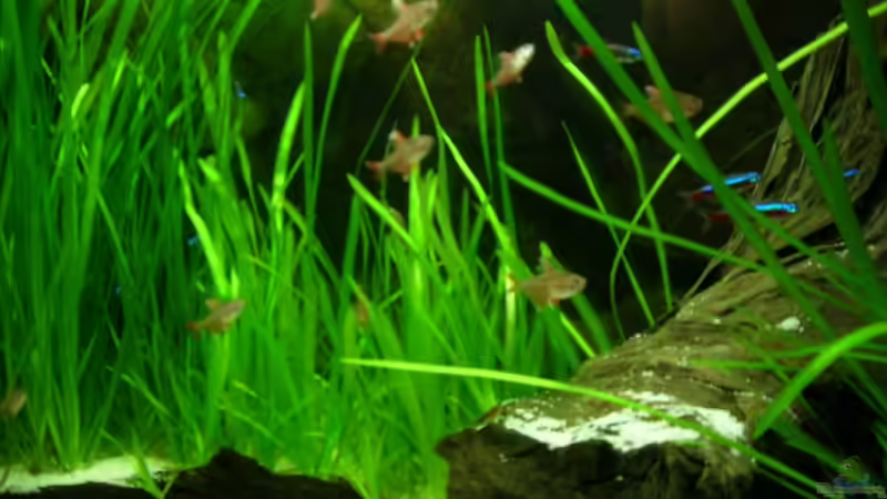 Die Mangrovenwurzeln von Sören Blum (5)