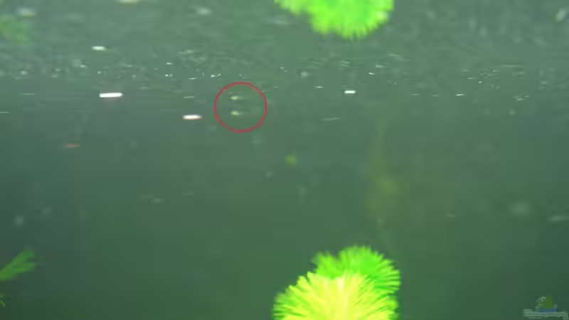 Die Marierung zeigt einen der entdeckten Jungfische aus dem Javamoos von Benny Müller (10)