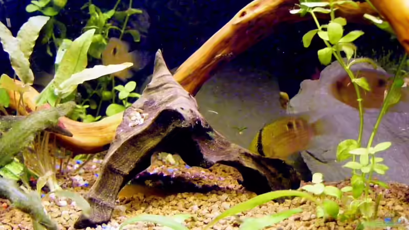 die Maronis von Falk (21)