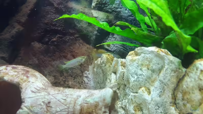 Die Mbambas, eine Stunde nach dem Einsetzen, bin ich alleine auf weiter Flur? von Malawi Zürich (25)