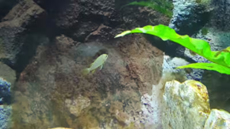 Die Mbambas, eine Stunde nach dem Einsetzen, die kleinste im Bunde von Malawi Zürich (22)